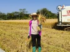 “种得好”到“卖得好”，看番禺帮扶五华转水镇工作队如何卖好大米？