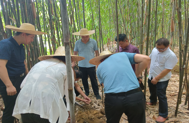 中国绿色碳汇基金会自然生态数字碳汇专项执委会到坳仔镇茶秆竹种植区域调研。