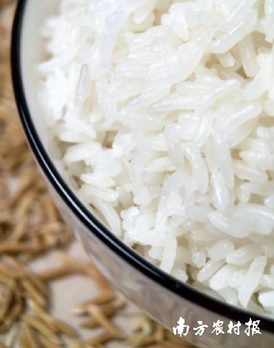 清远丝苗米煲煮的米饭粒粒分明。