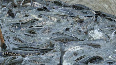 生鱼每亩可养殖8000-10000尾。