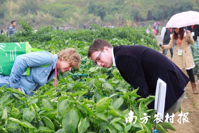 参会者们田间观察品种长势