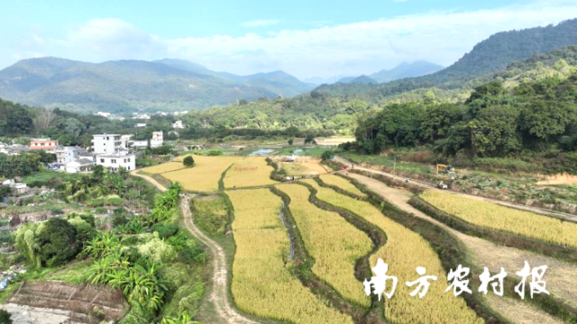 昔日的撂荒地，如今成为种满水稻的“希望田”。许东宜 /摄