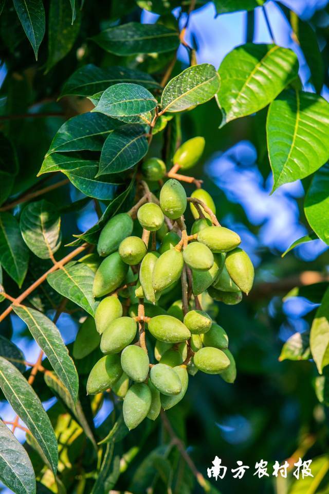 潮州橄榄迎冬成熟