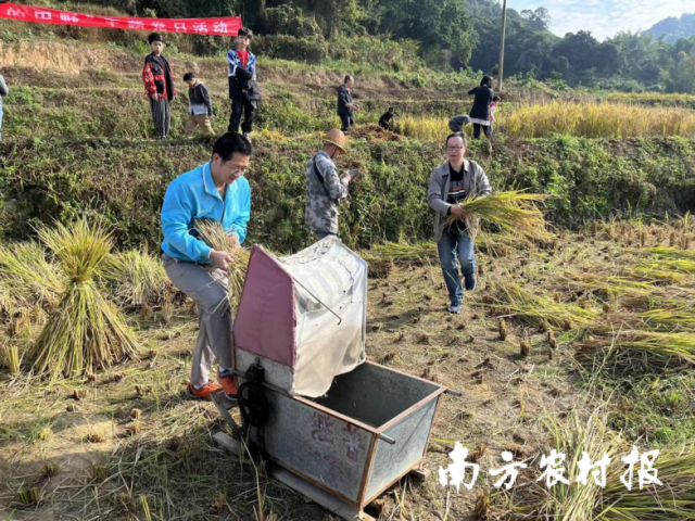 你割稻来我打谷，大家干劲十足。邱媛湲/摄