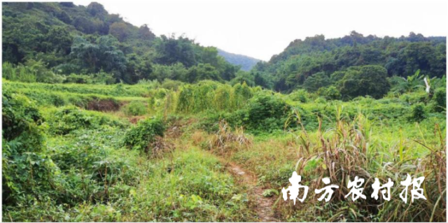 昔日竹园村撂荒地。曾泽煌 /摄