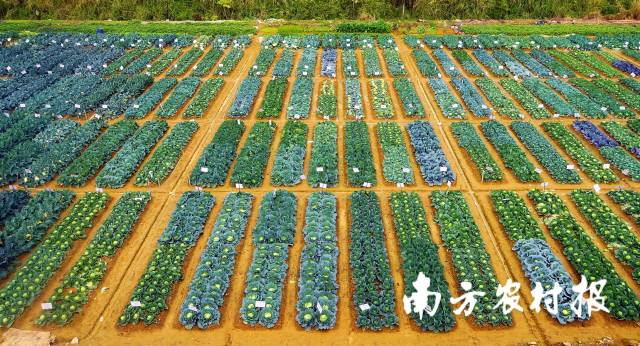 地展现场，千余品种茁壮生长