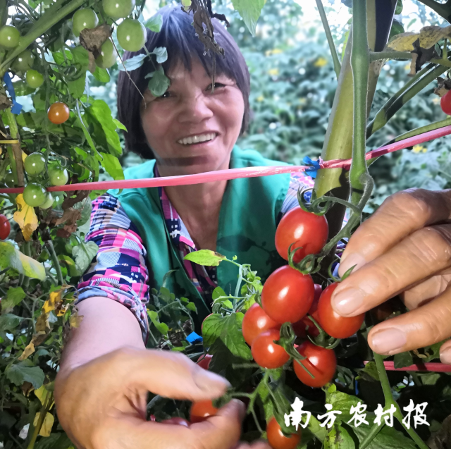 圣女果大賣,，農(nóng)戶臉上滿是甜蜜笑容