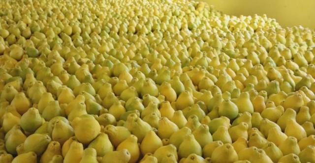 韶关仁化沙田柚。