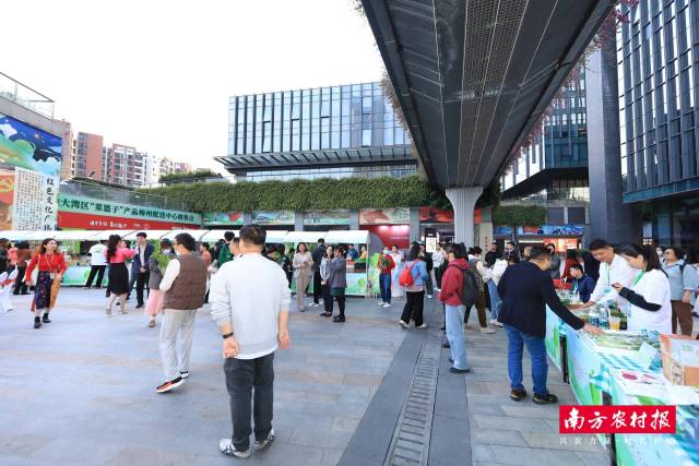 12月4日，连州菜心还走进广州地铁，开展“文化展演+品牌推介”一体化展示活动，豪情派送新鲜连州菜心，吸引乘客关注。