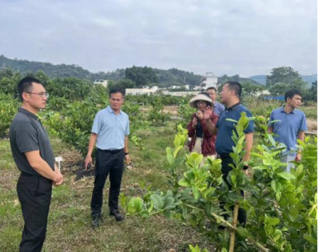 三水区乡村振兴局副局长岑应强、三水驻郁南工作组组长陈光强调研郁南县桂圩镇香水柠檬项目。