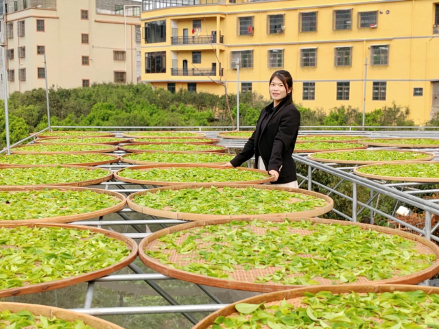 图为张丽华查看刚采摘下来的凤凰单丛
