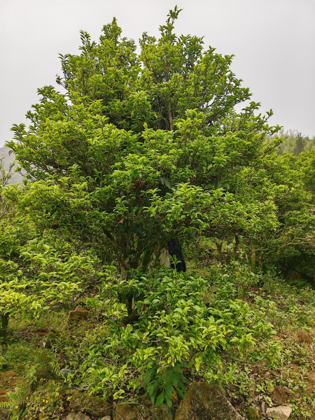凤凰单丛往往单株生长，高耸挺拔