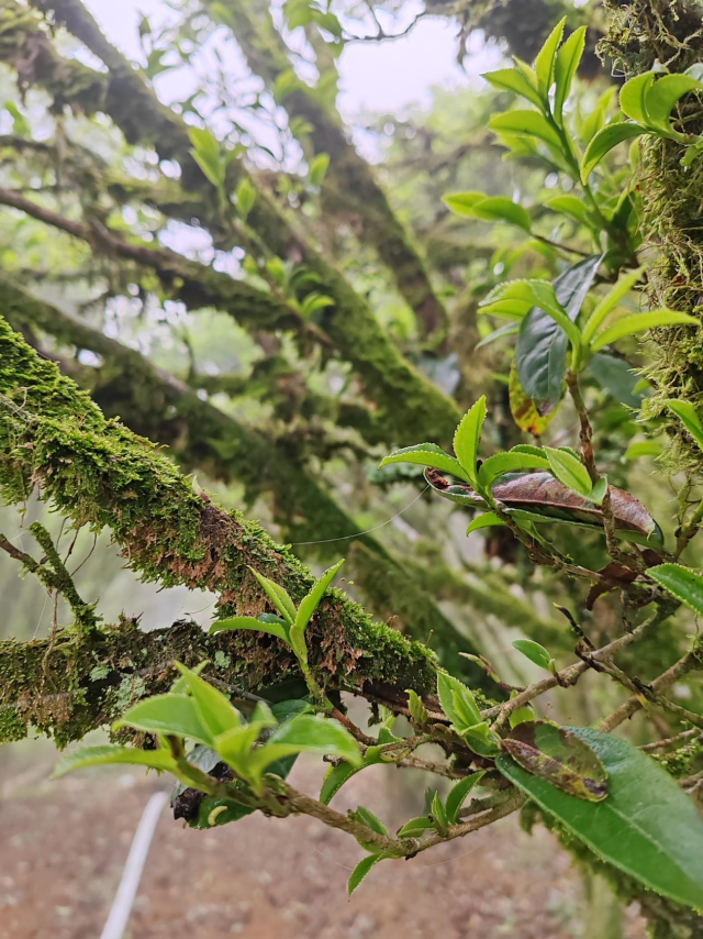 生长有青苔的老茶树更显底蕴
