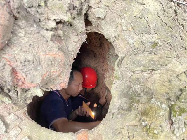 技术人员在树洞中进行古树修复。