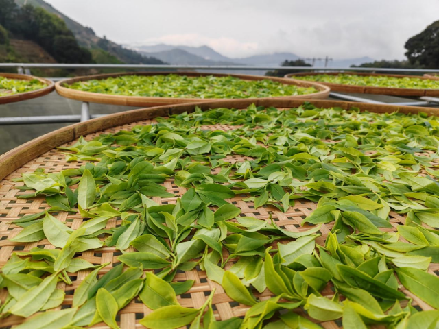 凤凰单丛采摘只取三片嫩叶，再依照特定的工艺制成