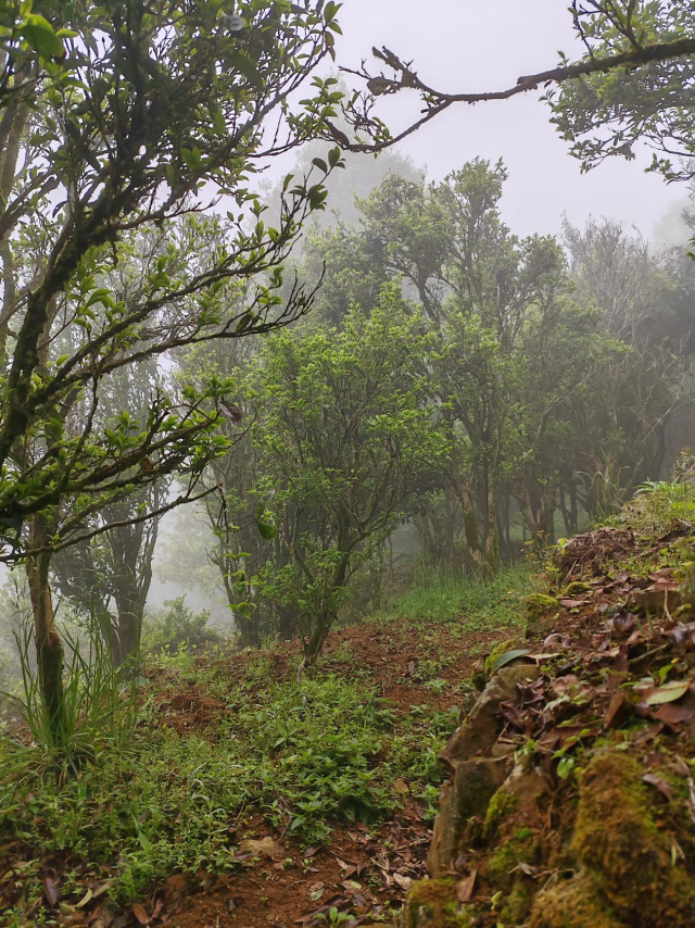 高山上的茶园云雾缭绕