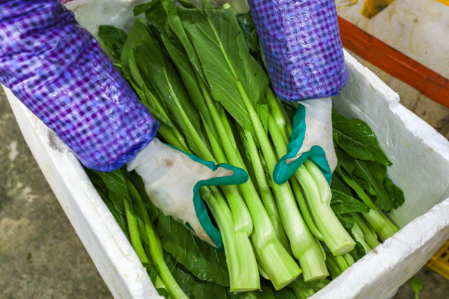 粤菜名厨助连州菜心增值数倍