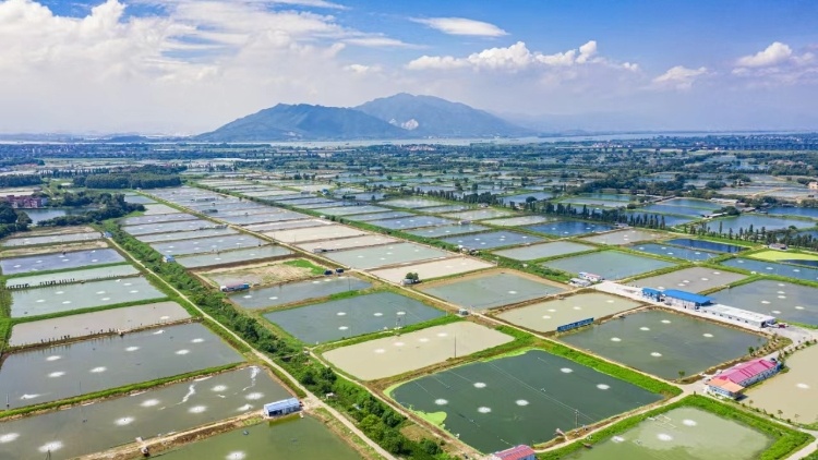 三江匯流出好魚，三水區(qū)要這樣實現(xiàn)漁業(yè)高質(zhì)量發(fā)展