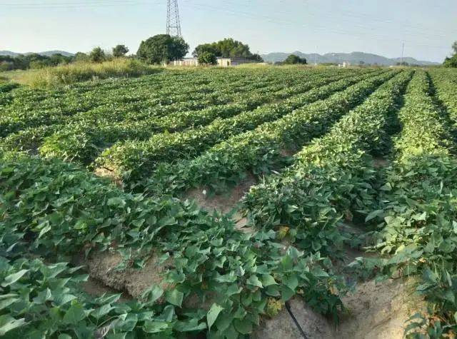 陆丰市通过种植甘薯实现复耕的撂荒地约2万亩。