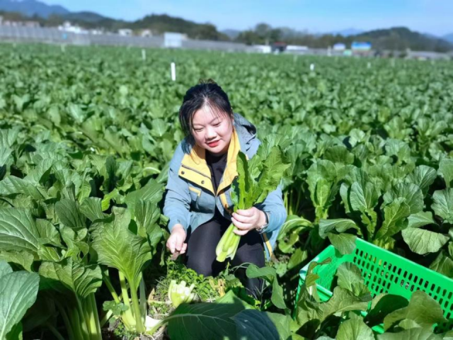 李欣正在田地里挑选菜心