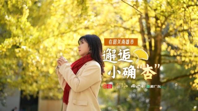 岭南四季·绿美广东｜在“银杏之乡”邂逅小确“杏”