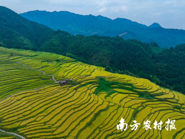 清遠連山梯田,。