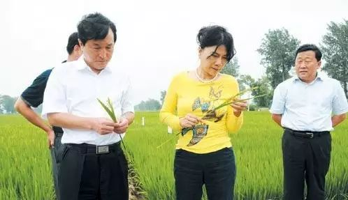 董明珠在松糧集團(tuán)的大米種植基地考察,。