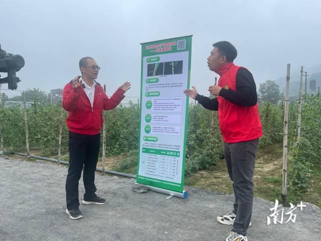 豇豆示范基地直播