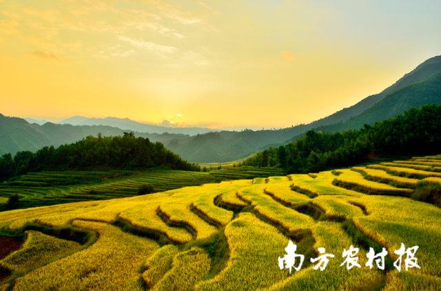 清遠絲苗米種植基地,。