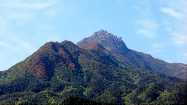 開(kāi)滿杜鵑花的懷集大稠頂。李世昌攝