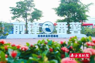 图集|“薯”不尽的欢乐!定格云浮云城第六届番薯节精彩瞬间