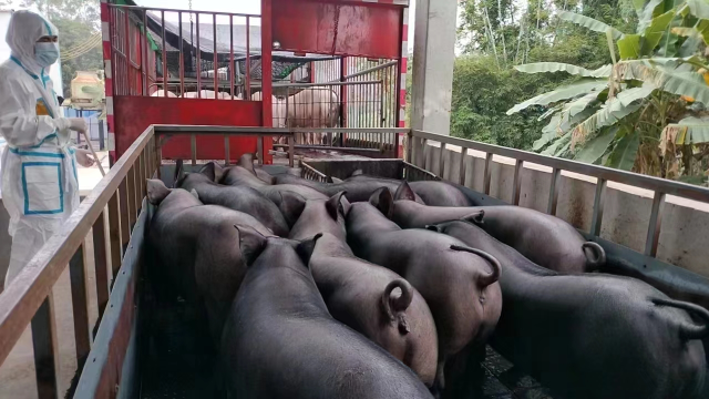 “莲花出水·草萃华香”黑猪