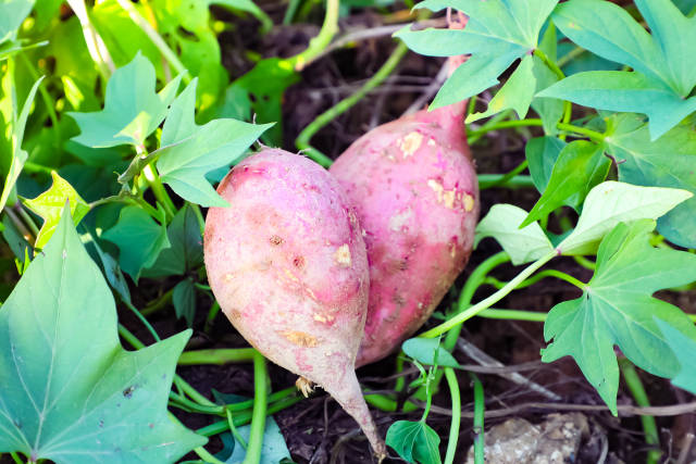 18个！首批广东甘薯提升行动重点县名单公布