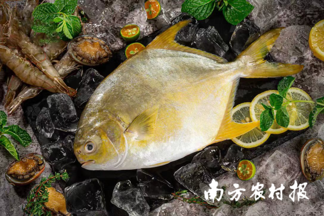 湛江汇富海洋科技有限公司的深水网箱养殖及预制菜产品。