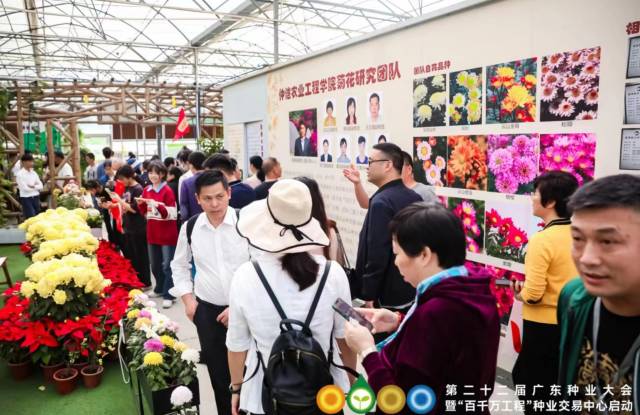 大会展示的可食用的菊花盆栽缤纷多彩，既可以绿美阳台，又能丰富市民的餐桌。