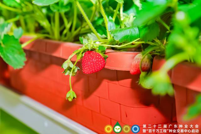 盆栽种植的草莓香气十足，是妆点阳台极佳的水果品种。