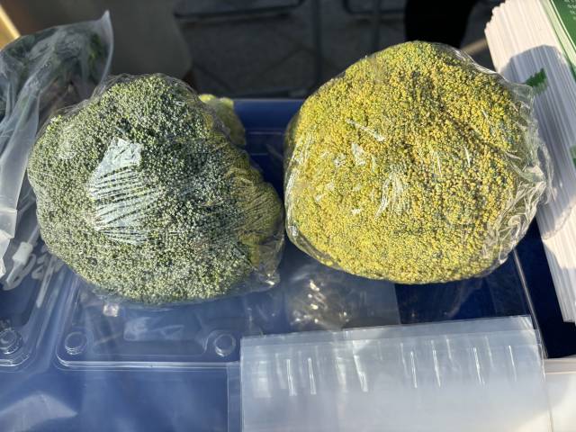 12月7日买入菜花，左图为使用广州粮玉鲜技术有限公司保鲜膜的效果，右图为一般保鲜膜效果。