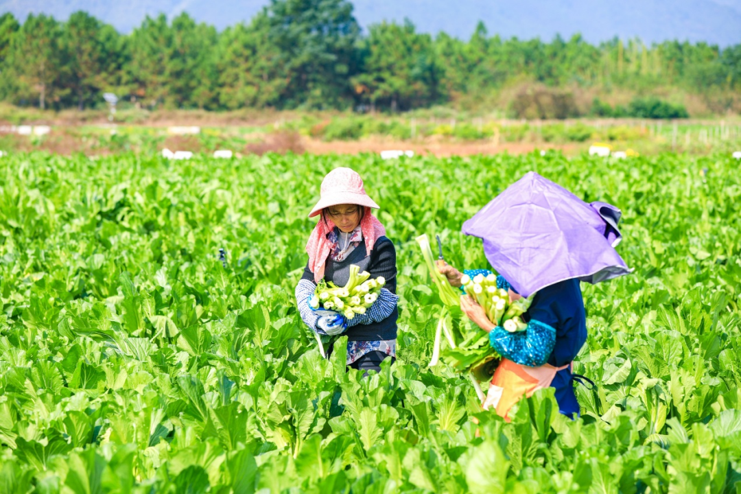 200張音樂會門票免費(fèi)送,！12月14日，連州菜心與你從早嗨到晚