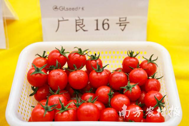 会议现场展示的樱桃番茄品种