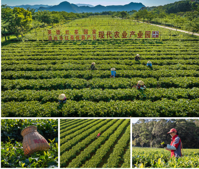 《英德红茶国家现代农业产业园》 梁伟忠摄。
