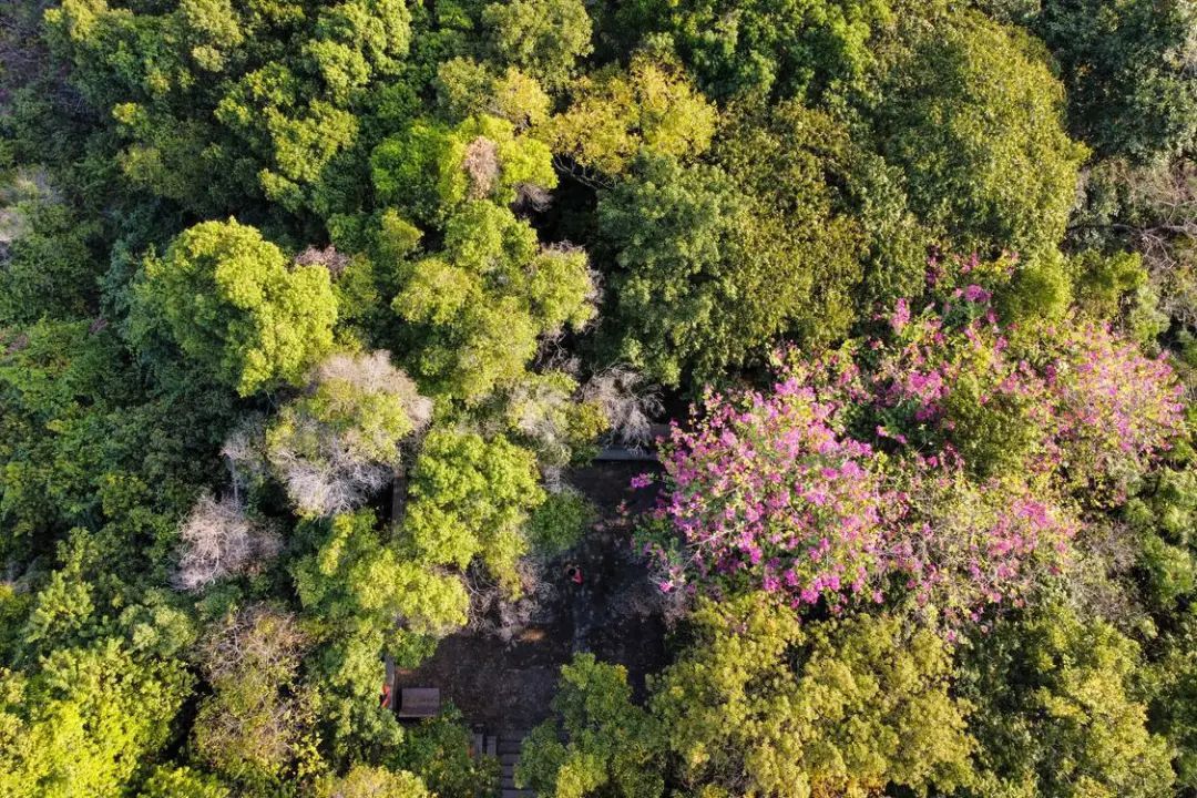 南国冬日,依然繁花似锦。 南国冬日,依然繁花似锦。