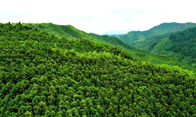 韶关市打造高质量森林景观。 