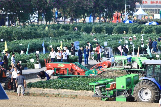 大会田间品种展示现场，超5000个品种“同台竞技”。 