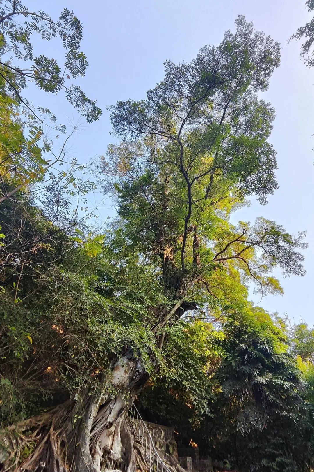 参天老树。 参天老树。