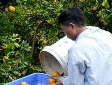 武江重阳：“皇帝柑”成“致富柑”，甜蜜产业助农增收