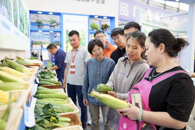 广东省良种引进服务公司展位上，鲜食玉米、叶菜、苦瓜等蔬菜备受欢迎。