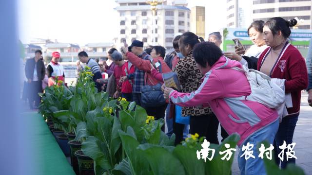 现场市民一人一票选出菜心“人气王”。