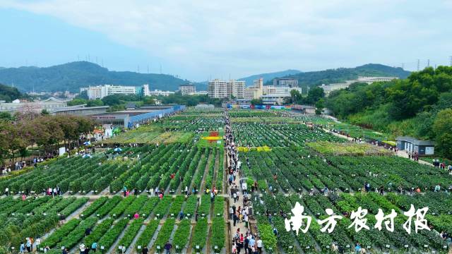 第二十二届广东种业大会，吸引了4万多参会人员奔赴广州。
