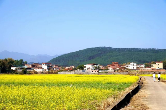 水口村千畝油菜花田,。受訪者供圖