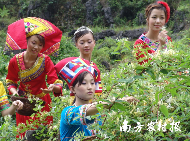 壮妹采摘金银花